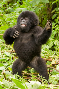 gorilla